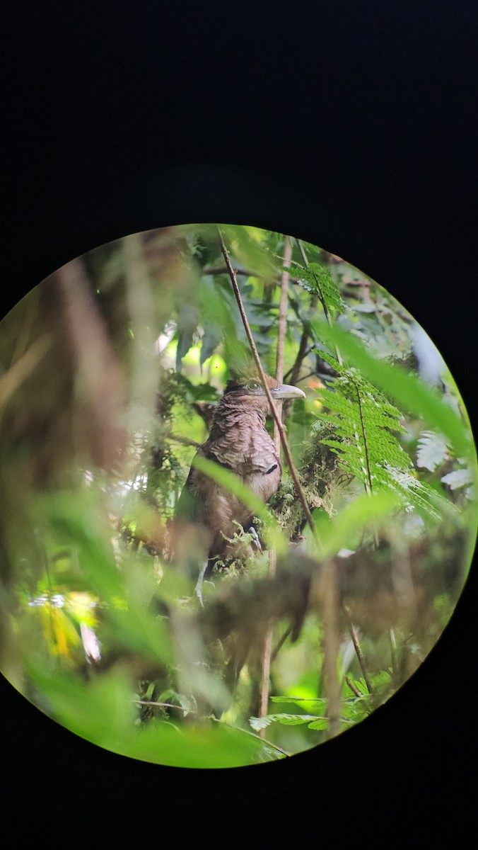 Rufous-vented Ground-Cuckoo - ML618288016