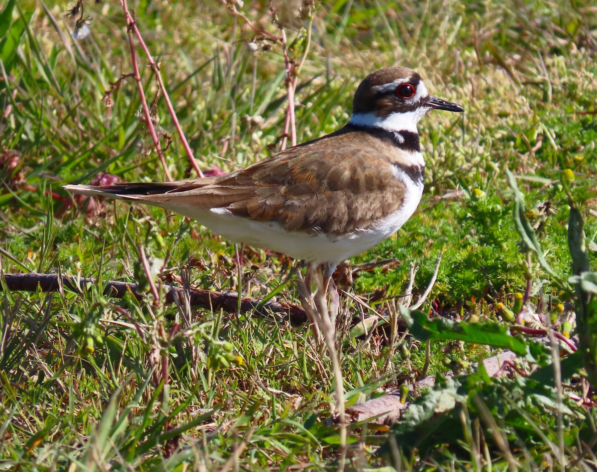 Killdeer - Linda Archer