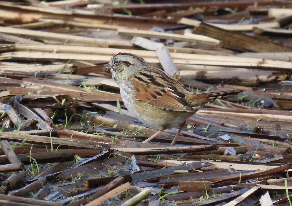 Swamp Sparrow - Emily Dunning