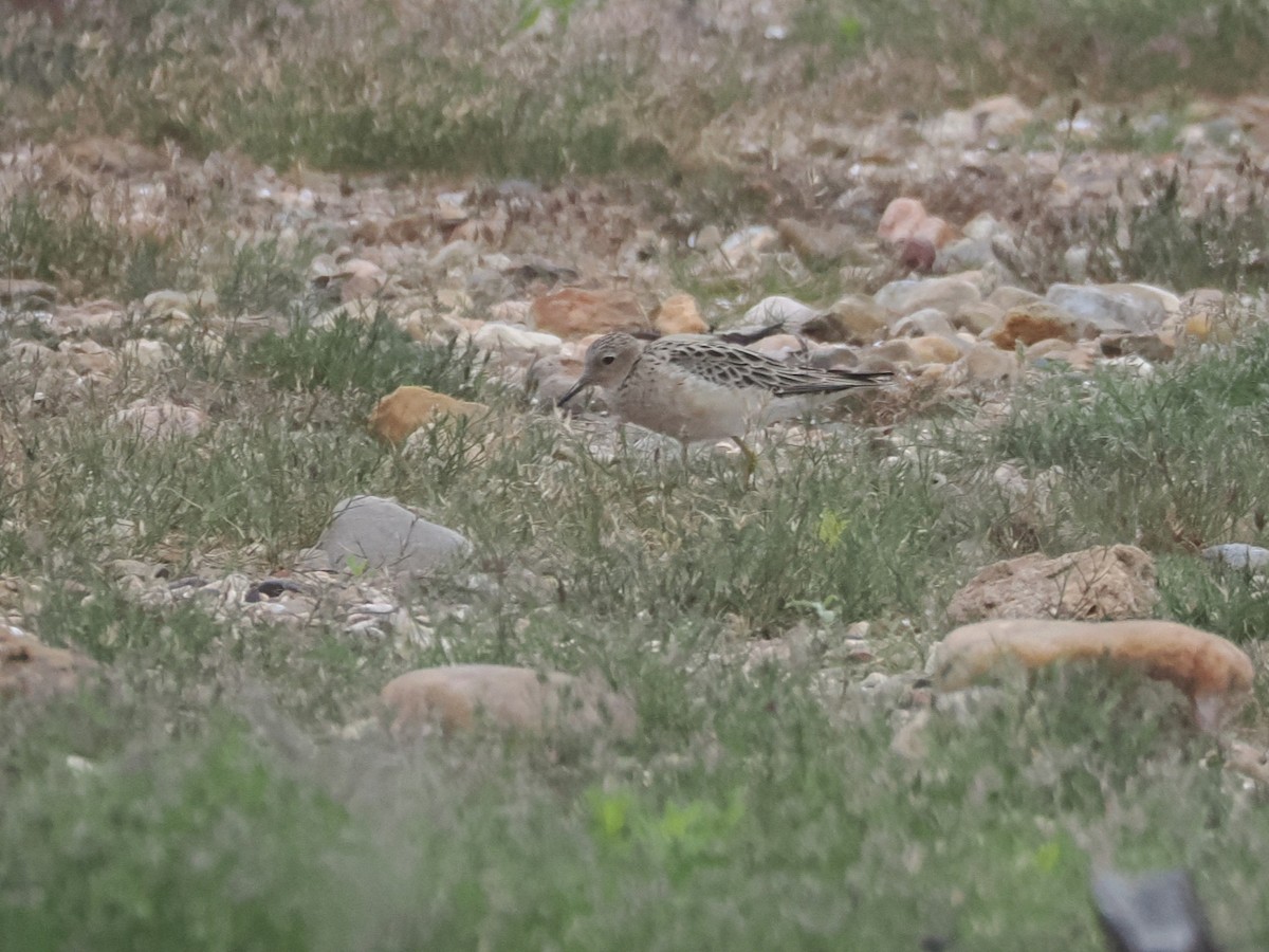 Buff-breasted Sandpiper - Vincent O'Brien