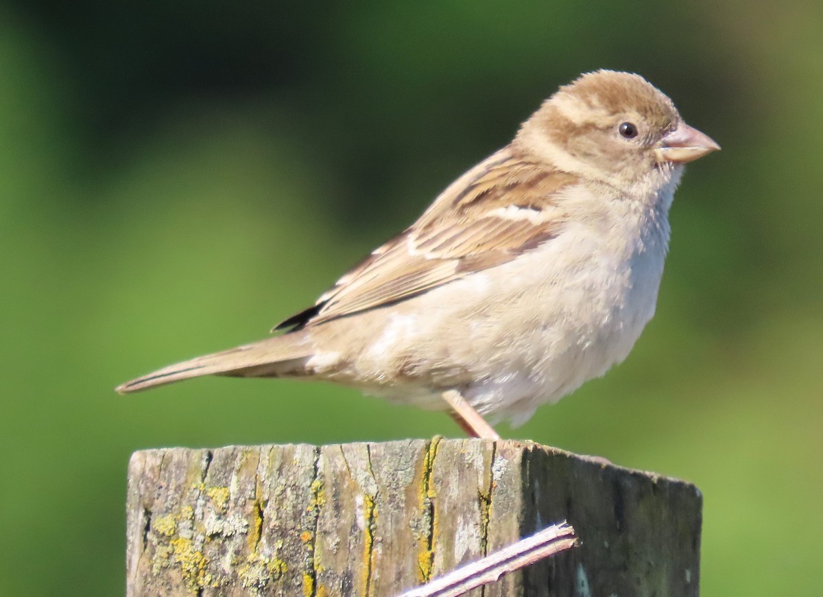 House Sparrow - Linda Archer