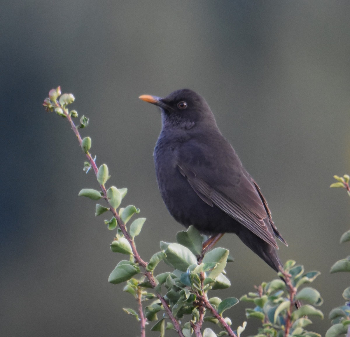 Chiguanco Thrush - Victor Leber