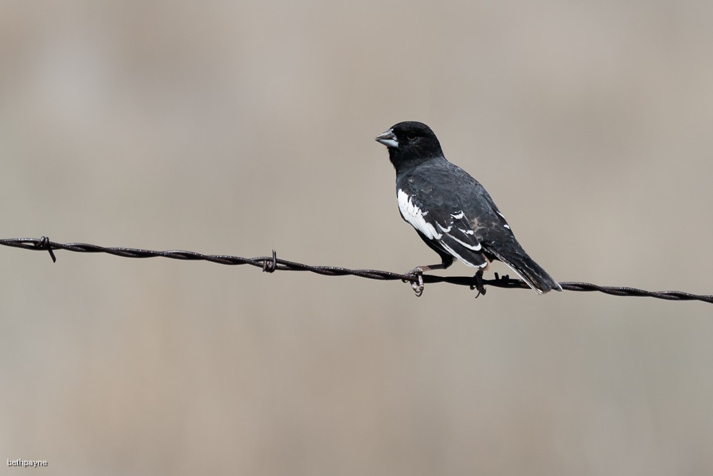 Lark Bunting - Beth Payne