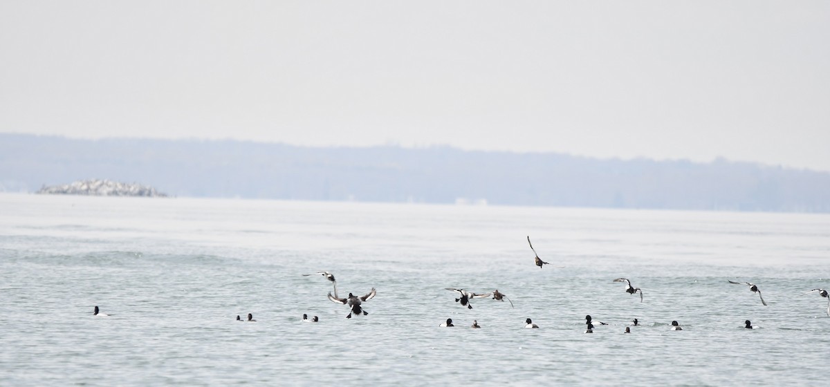 Greater Scaup - Monique Maynard