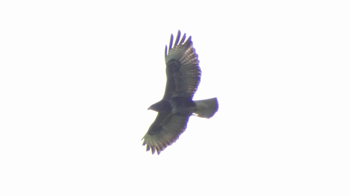 Common Buzzard - Ben Davis