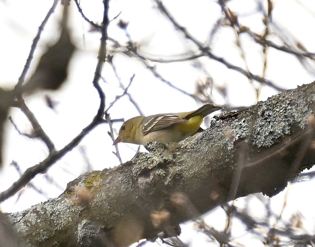 Western Tanager - Dinu Bandyopadhyay