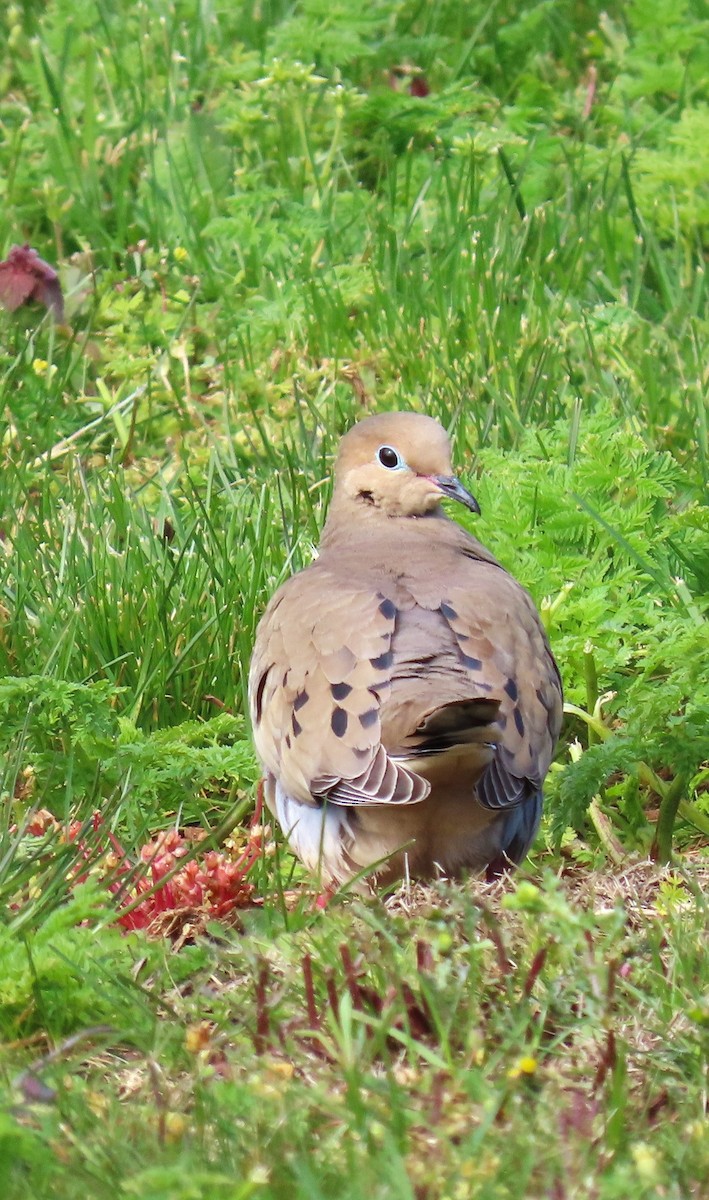 Mourning Dove - Linda Archer