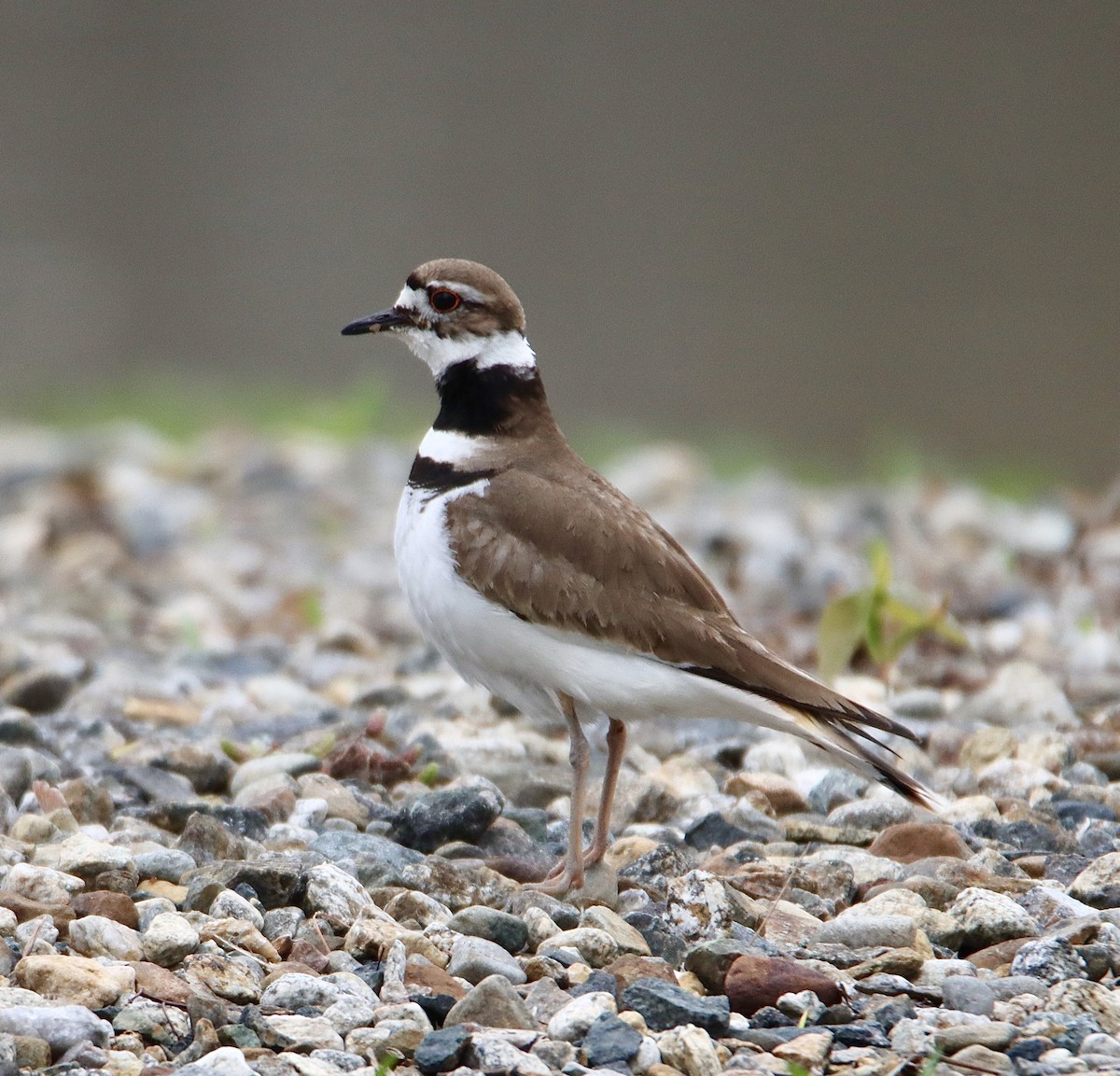 Killdeer - Francis Porter