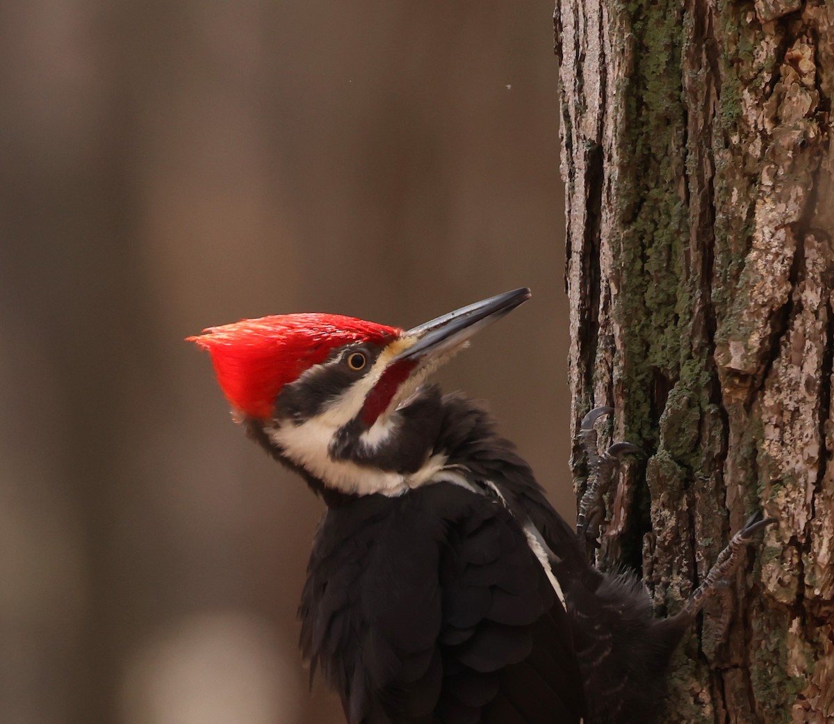 Pileated Woodpecker - ML618288199
