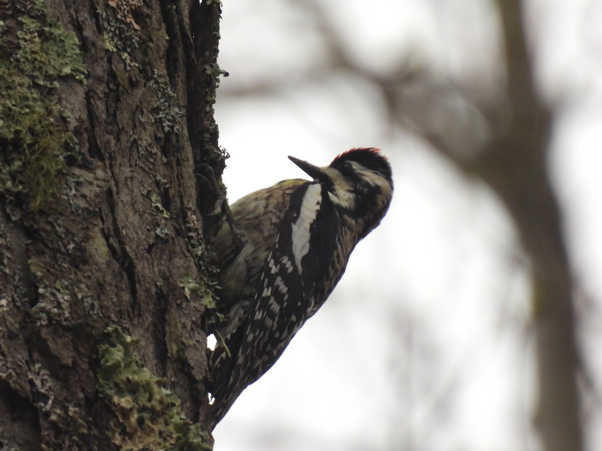 Yellow-bellied Sapsucker - John McKay