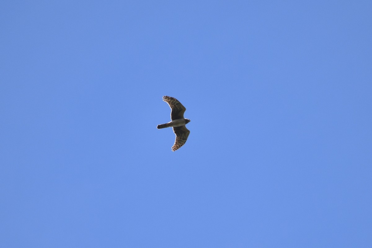 Northern Harrier - ML618288212