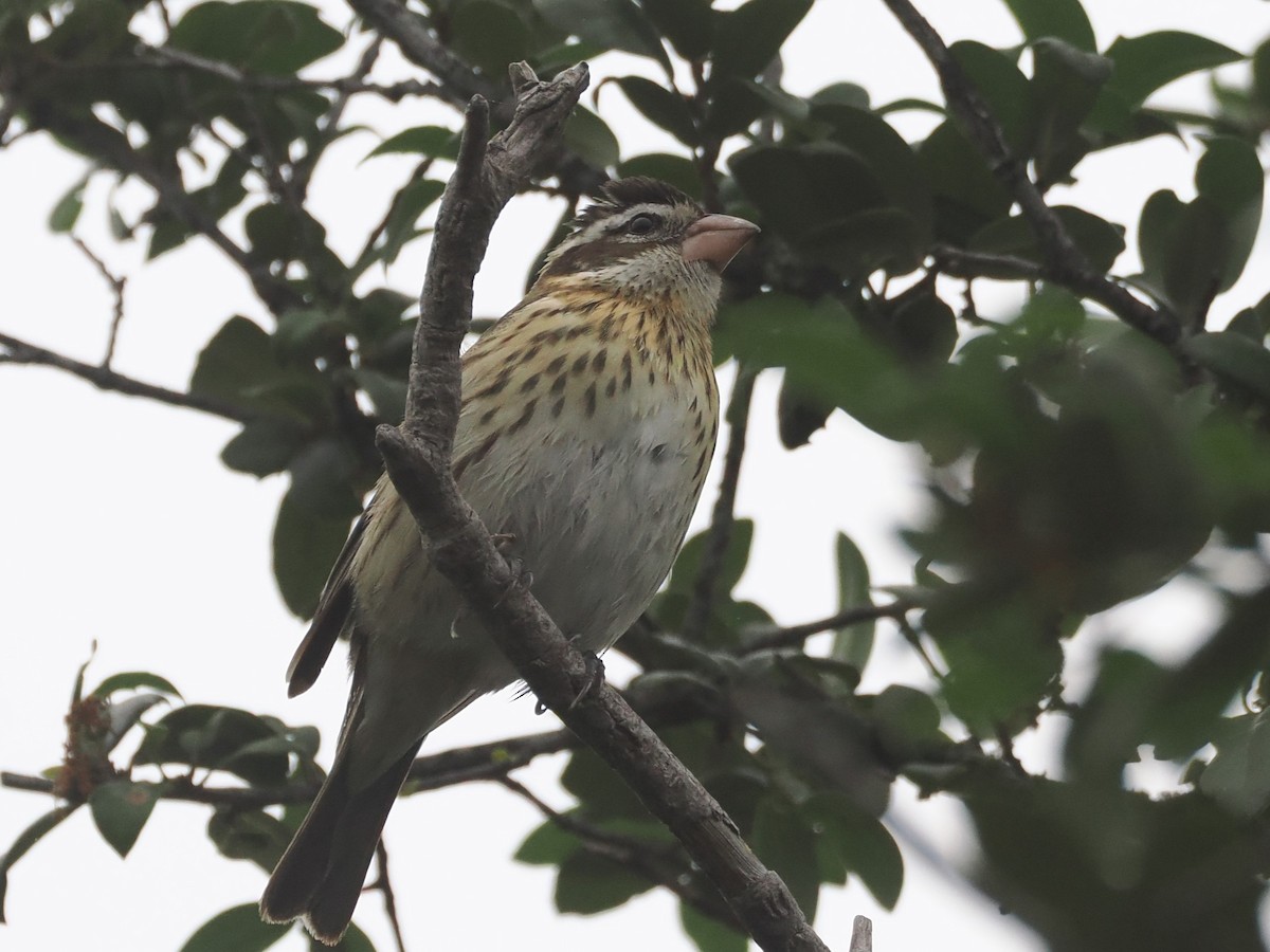 Rose-breasted Grosbeak - Vincent O'Brien