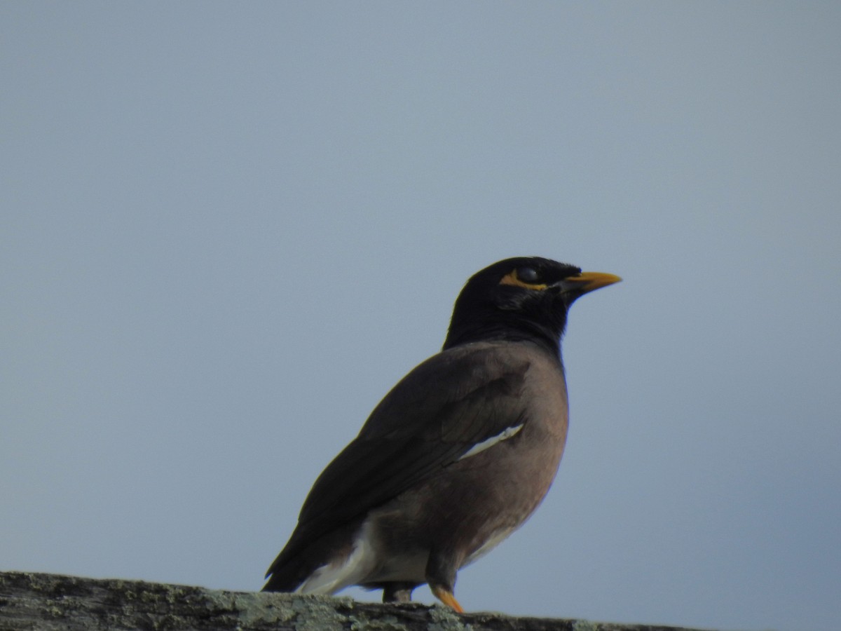 Common Myna - Monica Mesch