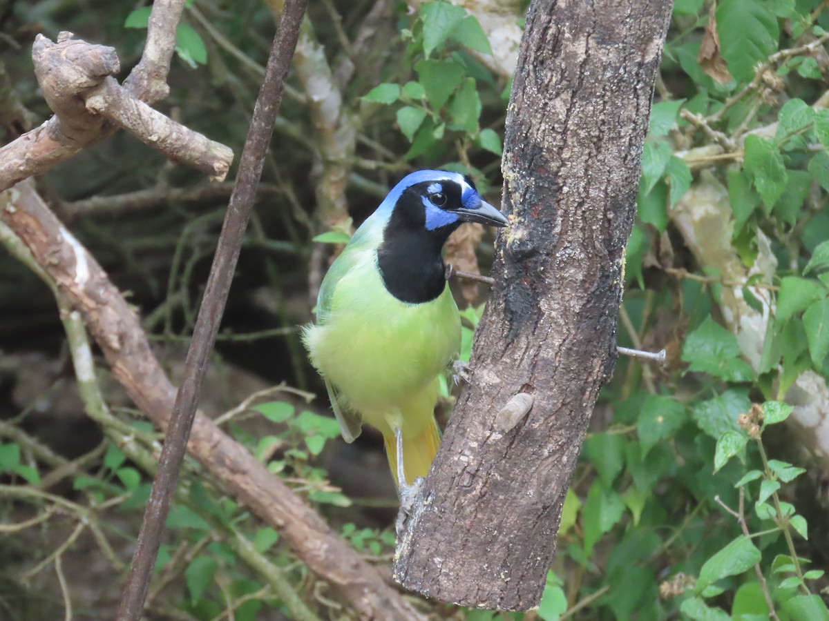 Green Jay - Alan Morris