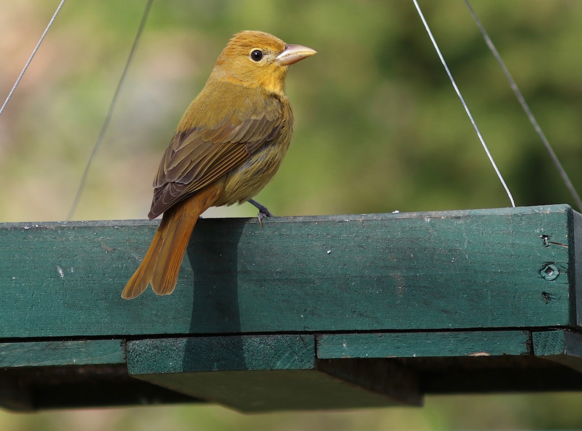 Summer Tanager - ML618288245