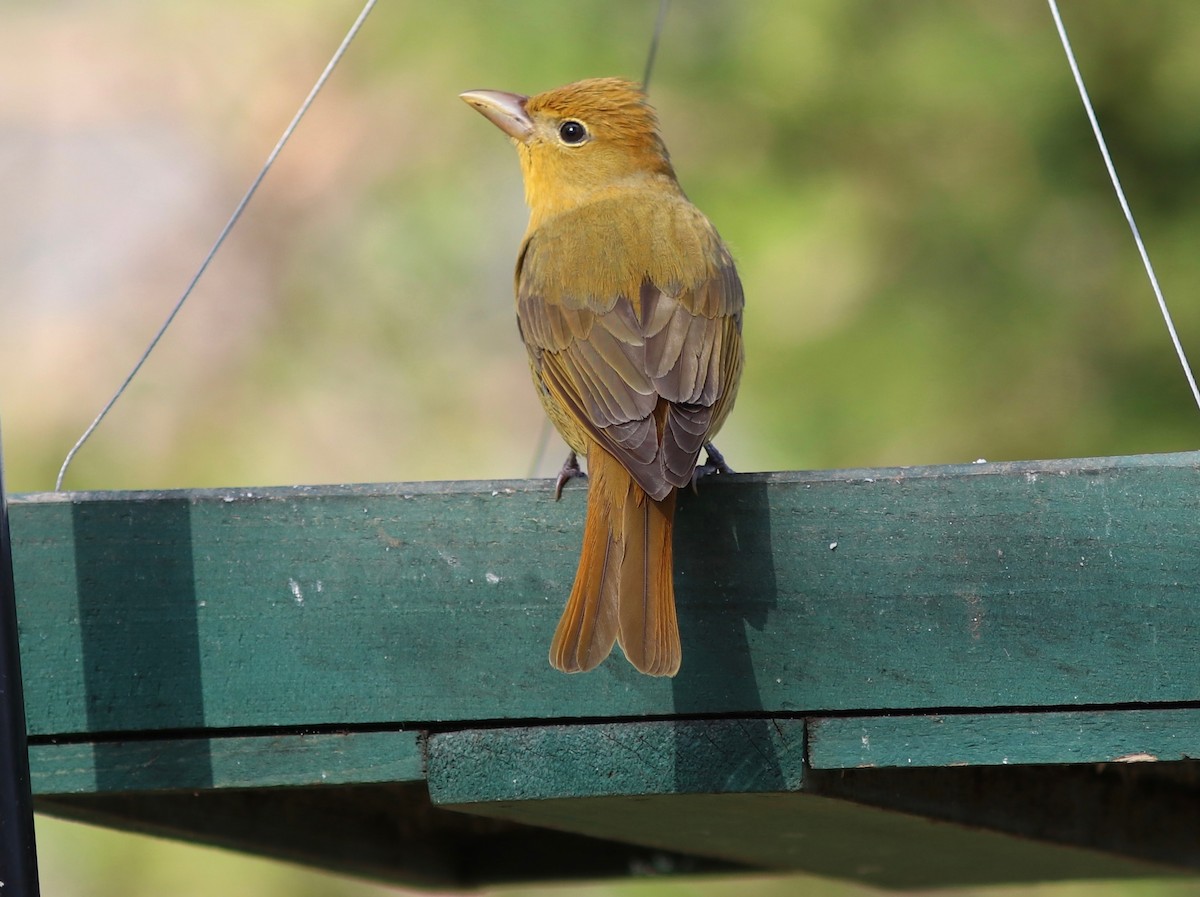 Summer Tanager - ML618288246