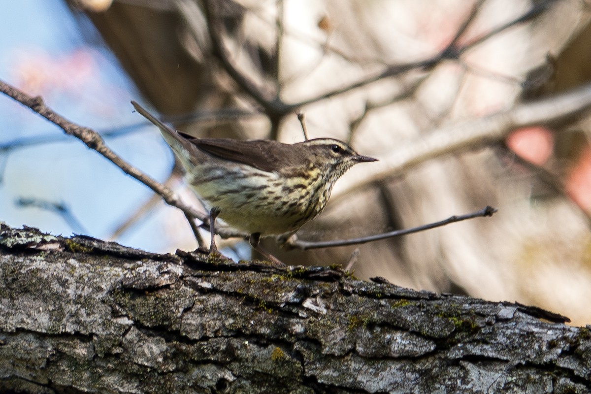 Northern Waterthrush - Vic Laubach