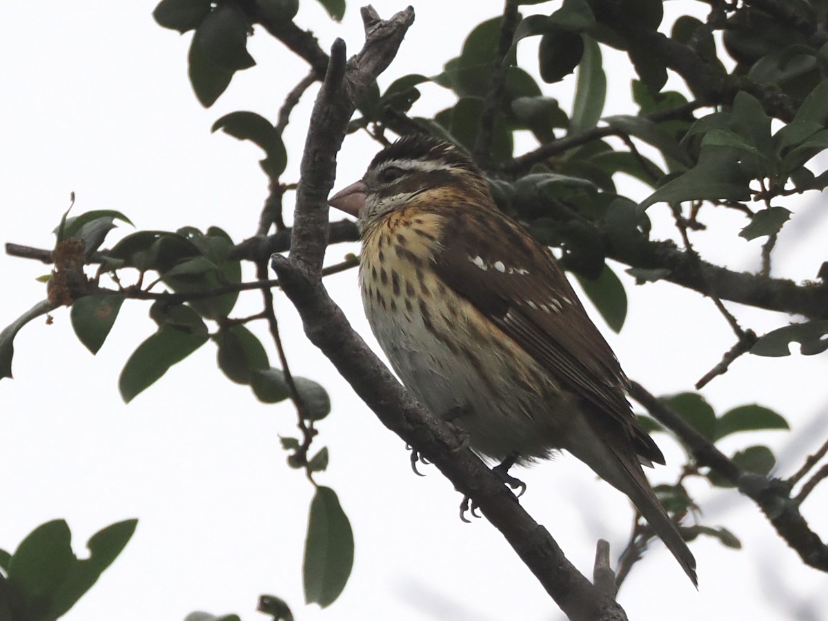 Rose-breasted Grosbeak - Vincent O'Brien