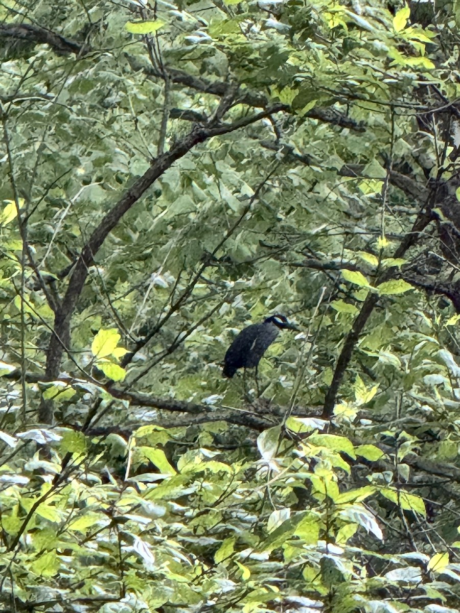 Yellow-crowned Night Heron - ML618288254