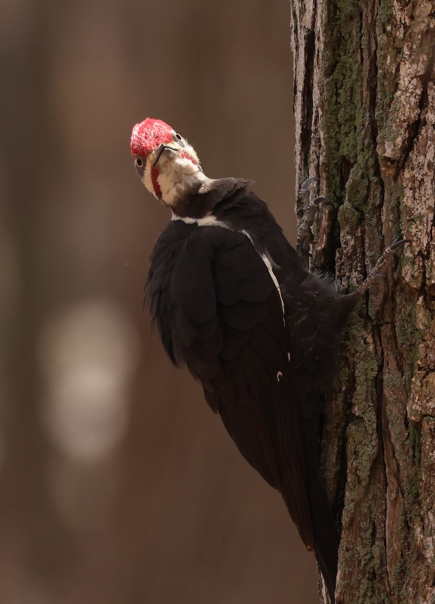 Pileated Woodpecker - ML618288255