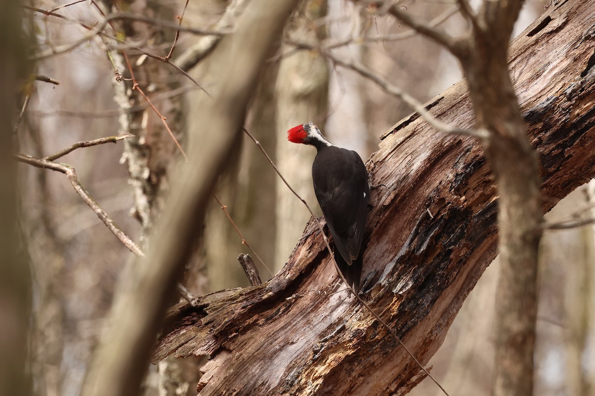 Pileated Woodpecker - ML618288257