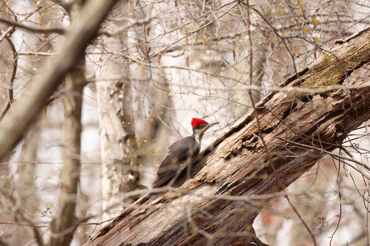 Pileated Woodpecker - ML618288259
