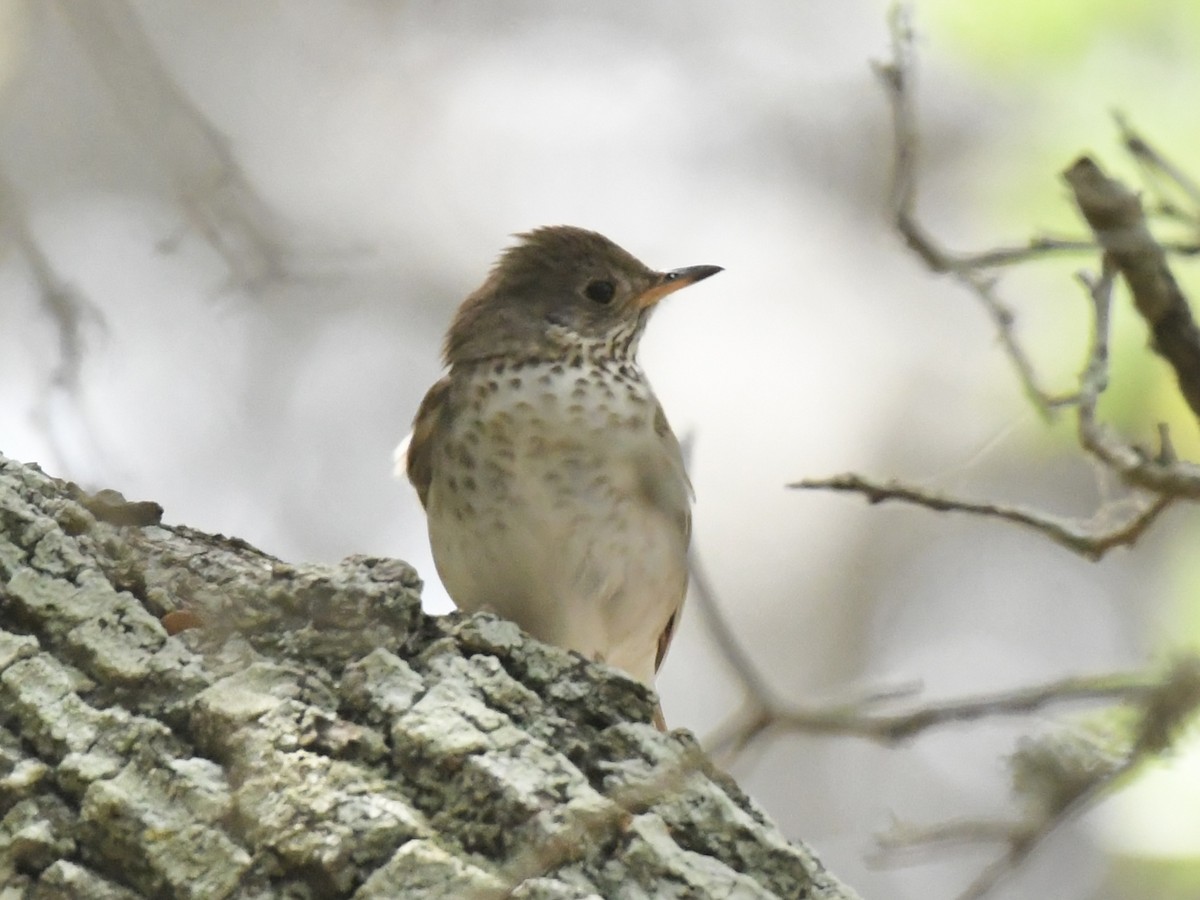 Gray-cheeked Thrush - Kent Kleman