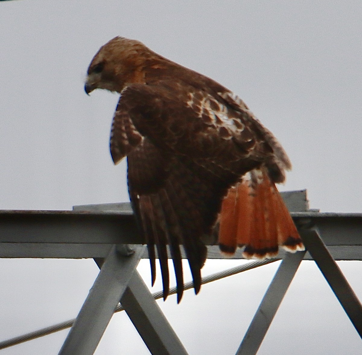 Red-tailed Hawk - Francis Porter