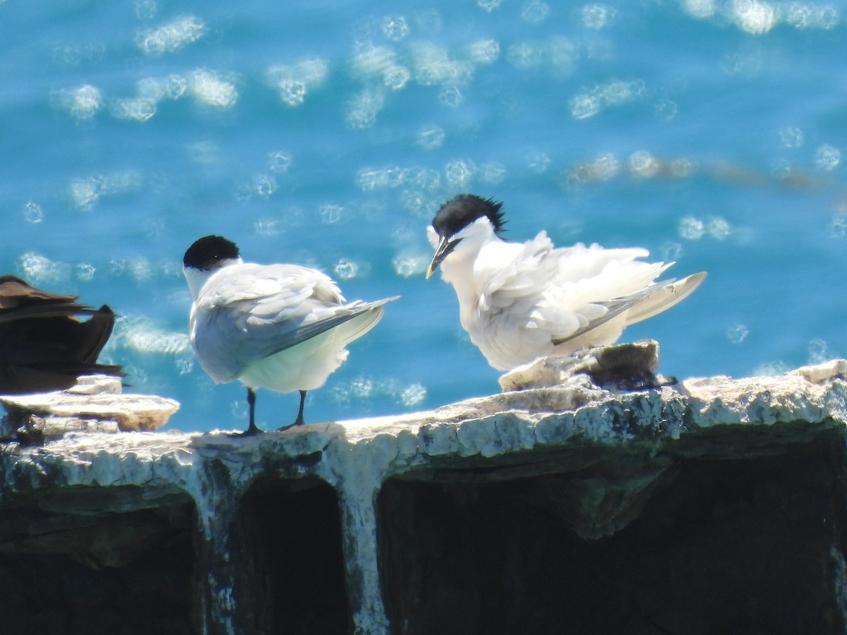 Sandwich Tern - Lisa Schibley