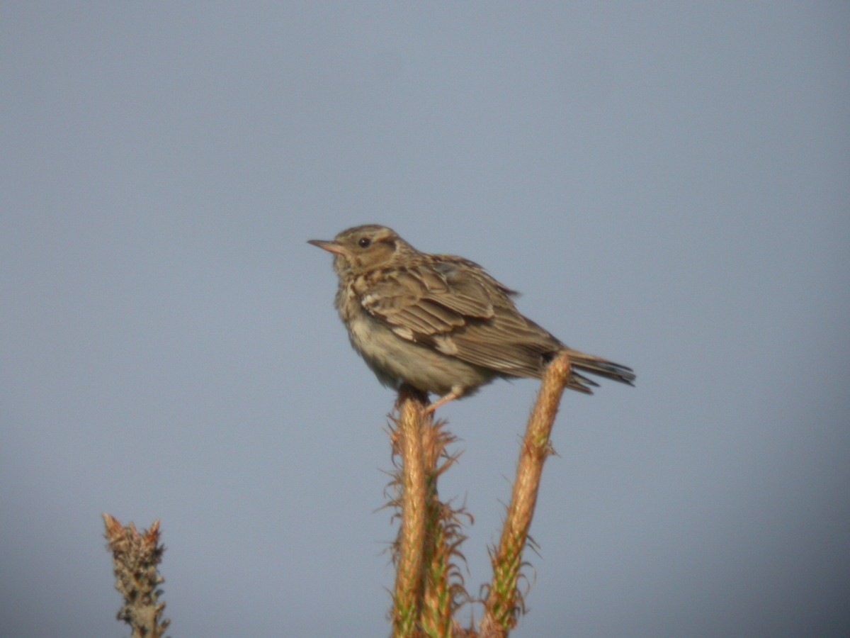 Wood Lark - Stu Elsom