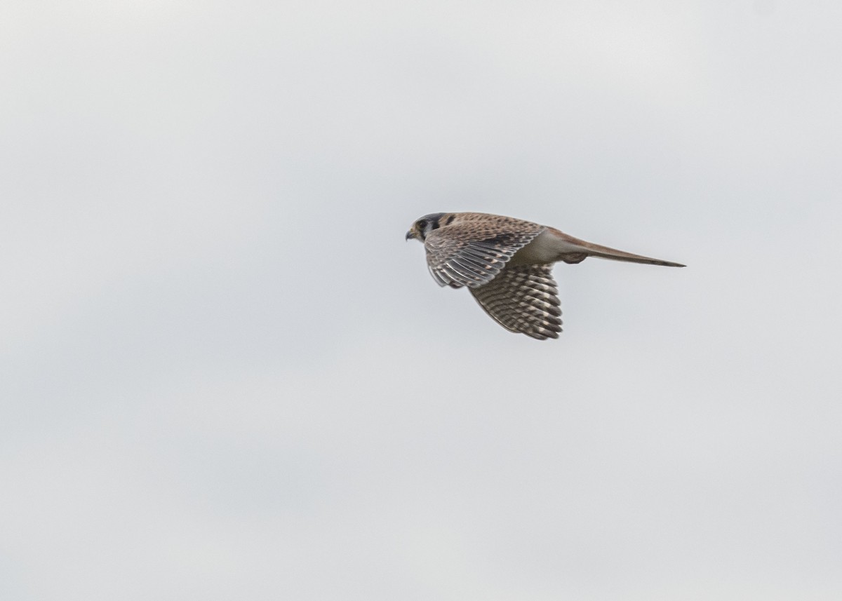 American Kestrel - VERONICA ARAYA GARCIA