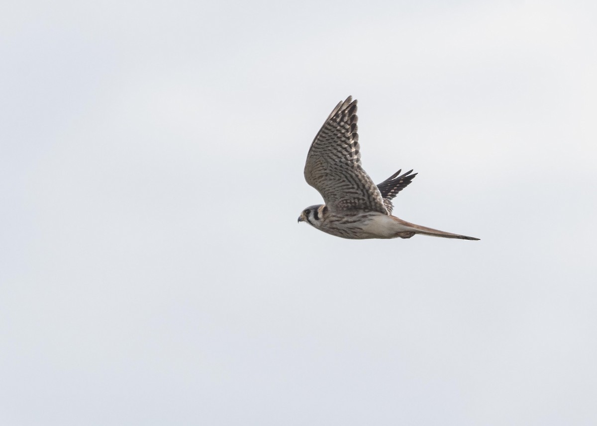 American Kestrel - VERONICA ARAYA GARCIA