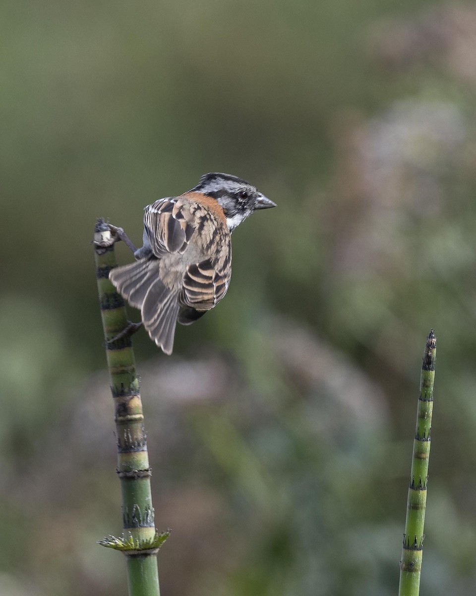 Rufous-collared Sparrow - VERONICA ARAYA GARCIA