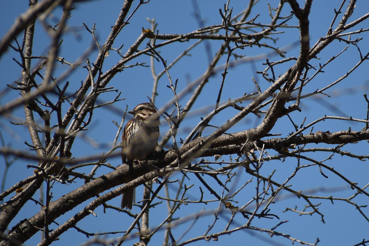 Song Sparrow - Ashley McKittrick