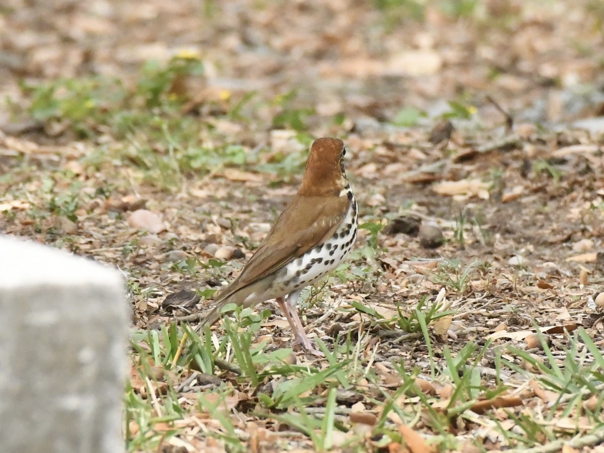 Wood Thrush - Kent Kleman