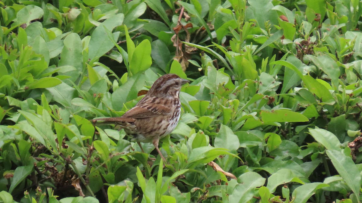 Song Sparrow - Brian Nothhelfer