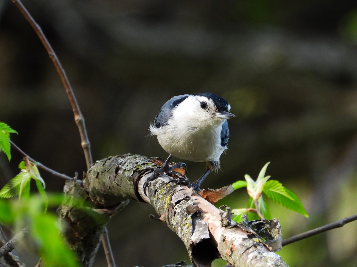 White-breasted Nuthatch - Haley Gottardo