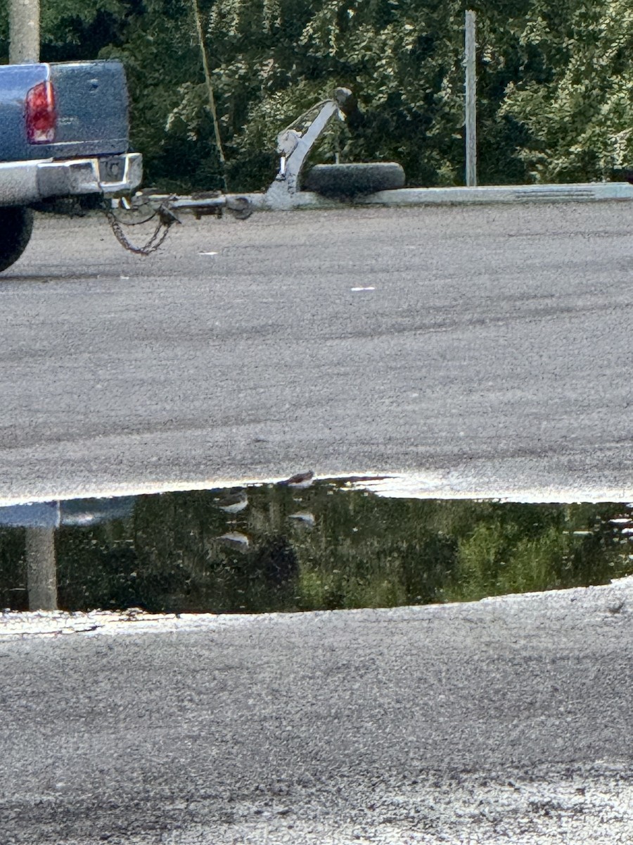 Solitary Sandpiper - ML618288383