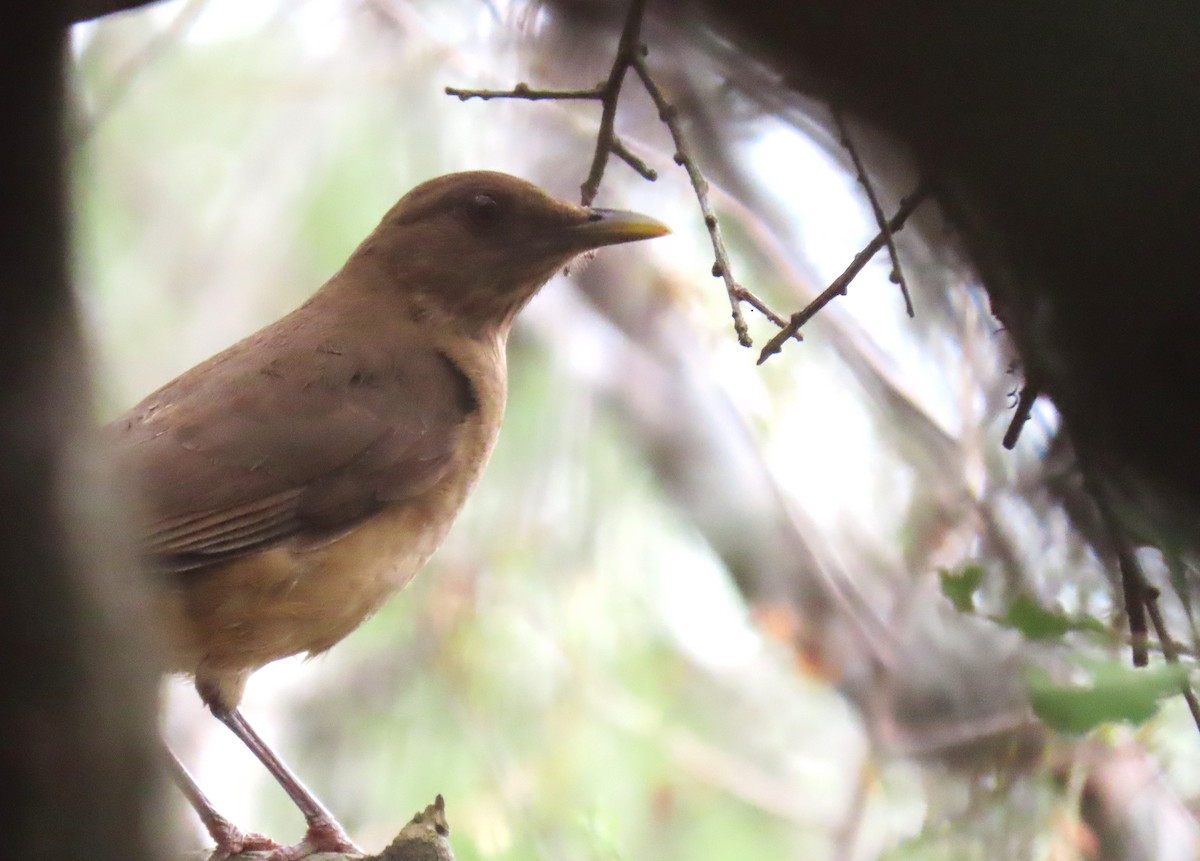 Clay-colored Thrush - Alan Morris