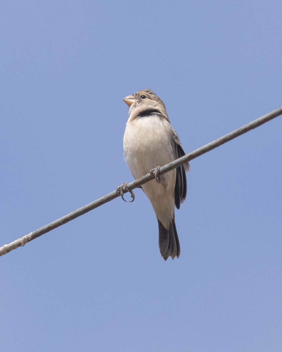 Chestnut-throated Seedeater - VERONICA ARAYA GARCIA