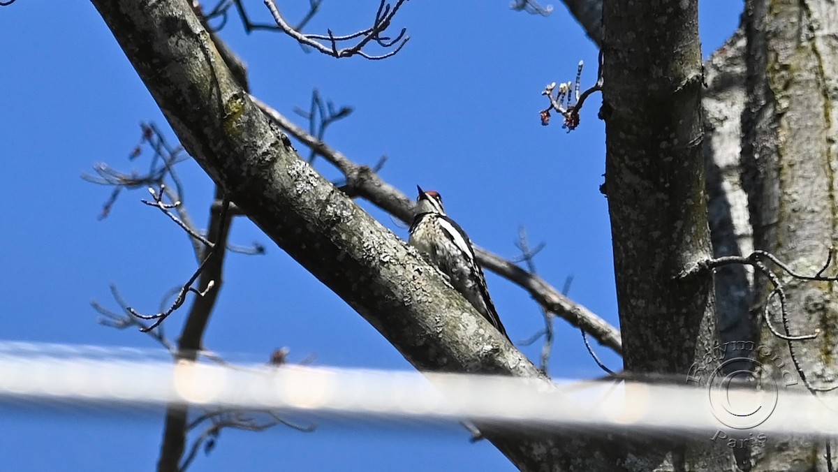 Yellow-bellied Sapsucker - Raymond Paris