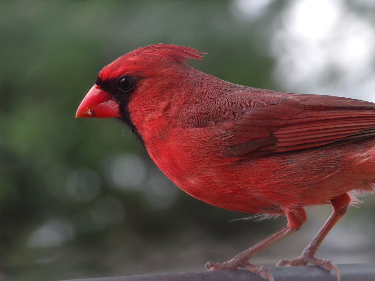 Northern Cardinal - Texas Bird Family