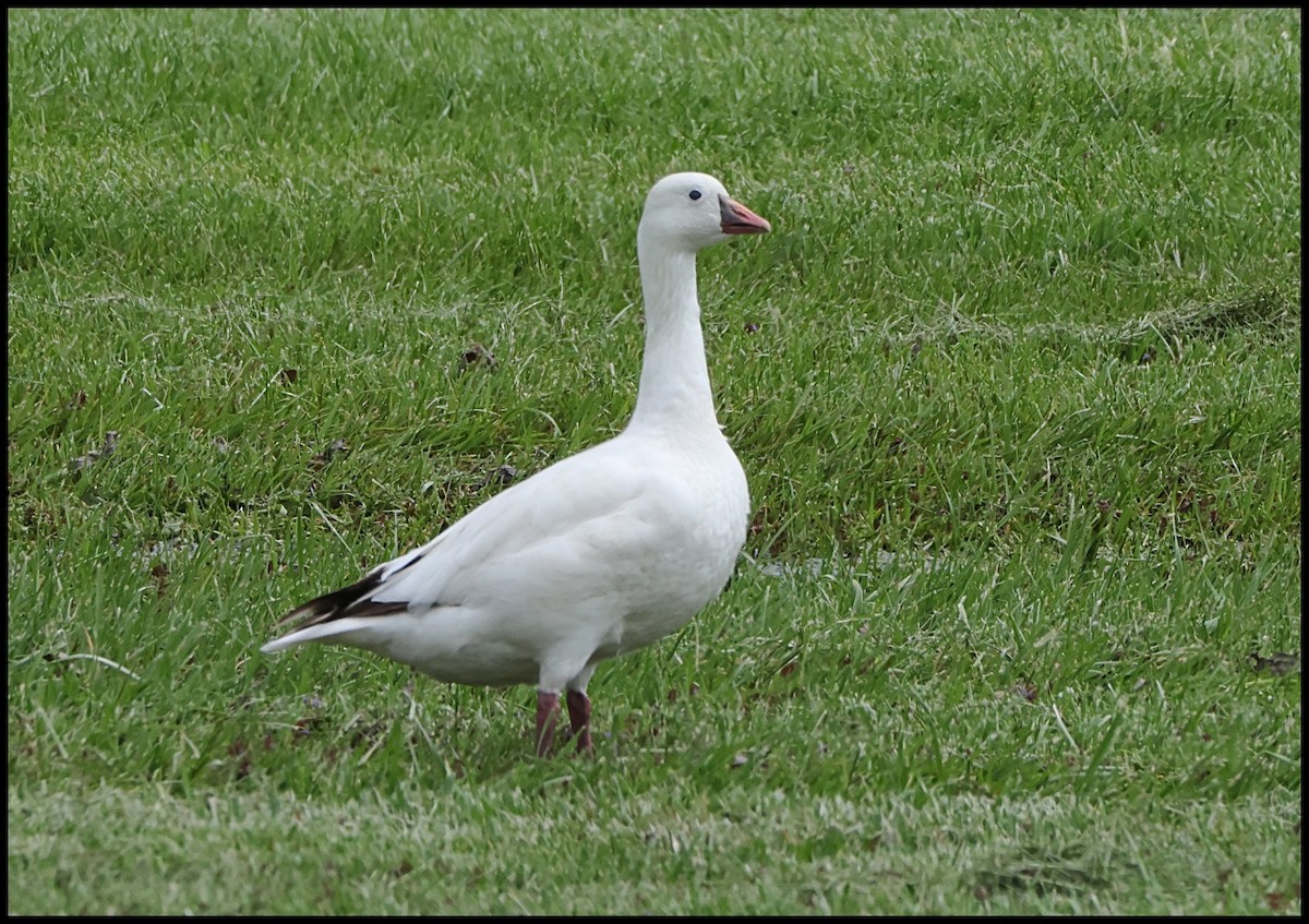 Ross's Goose - Tom Pavlik