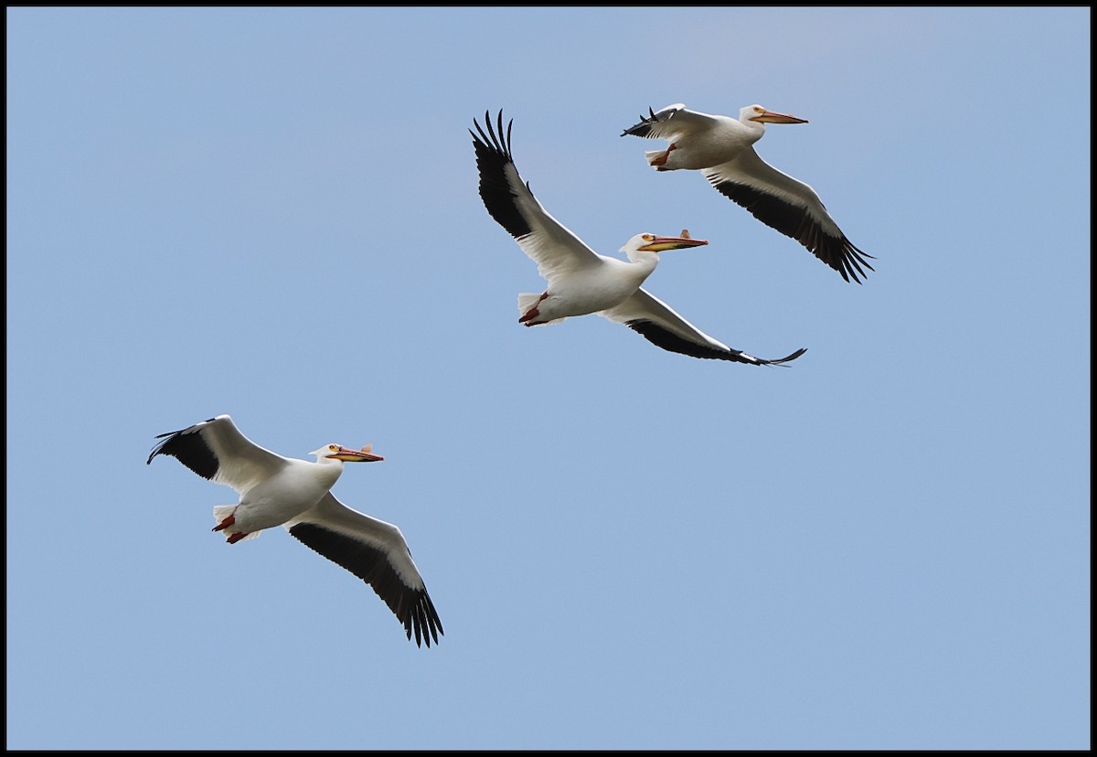 pelikán severoamerický - ML618288474