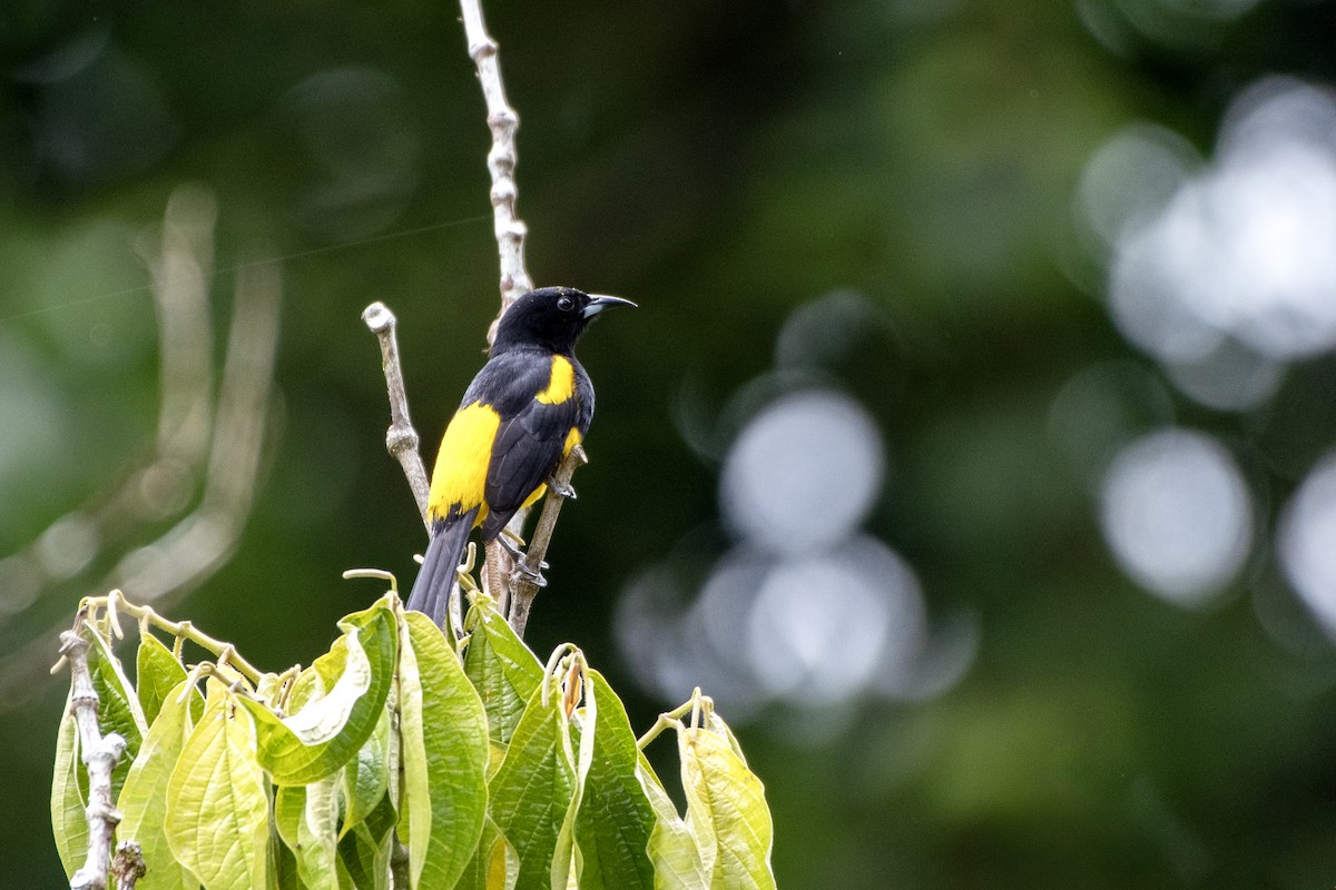 Black-cowled Oriole - Adam Wilson