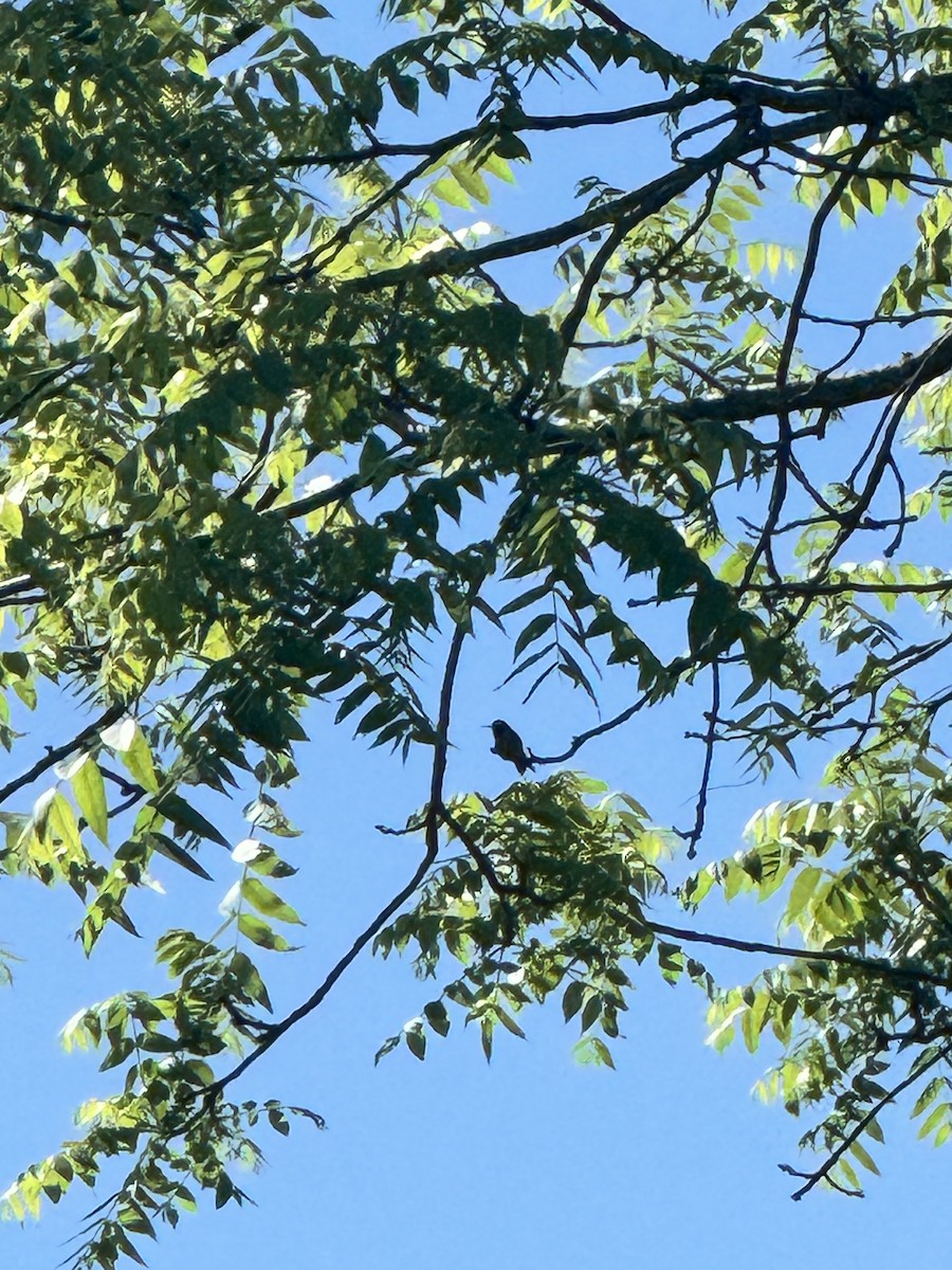 Ruby-throated Hummingbird - Sarah 🦇