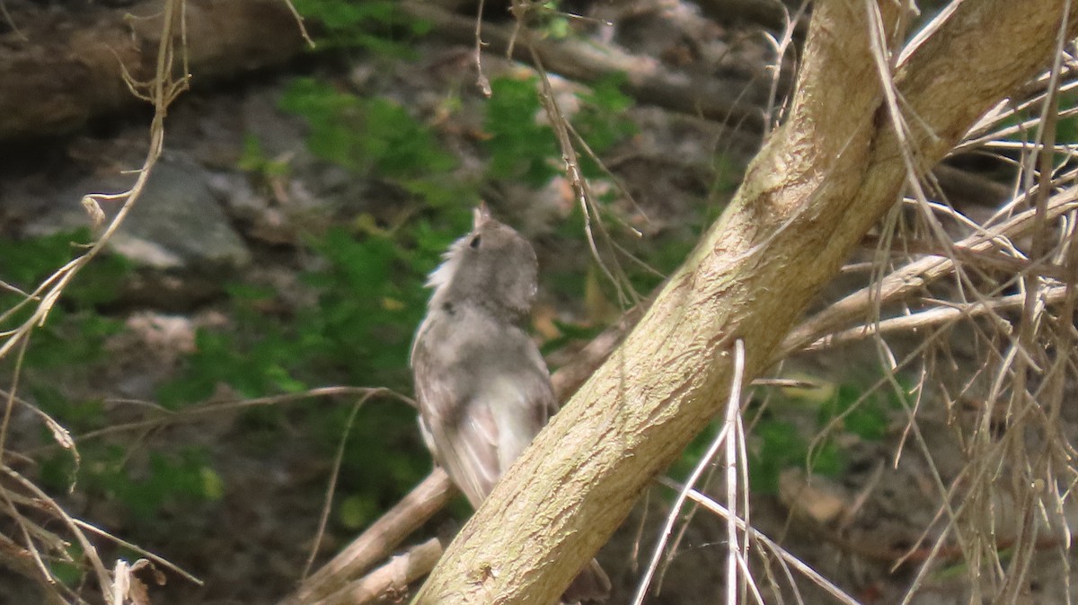 Bell's Vireo - Brian Nothhelfer