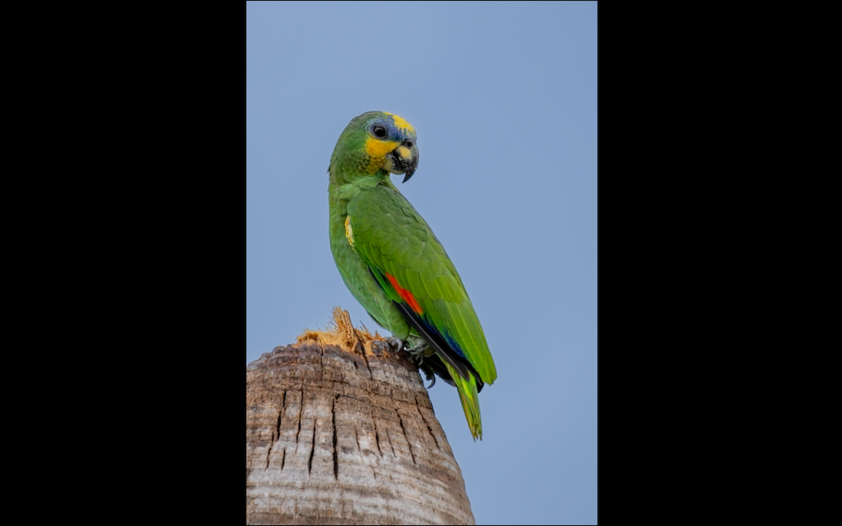 Orange-winged Parrot - Lucas Pittman