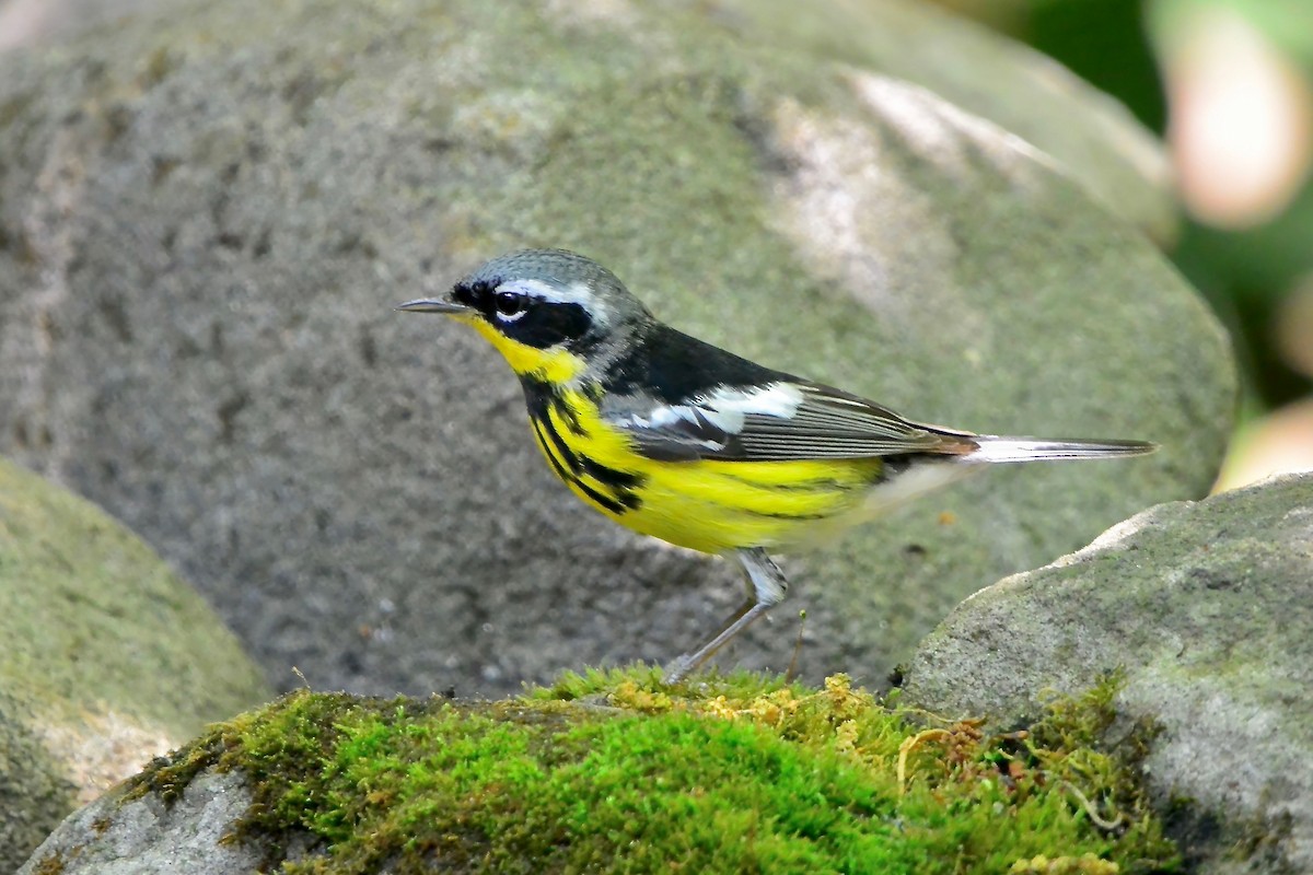 Magnolia Warbler - Seth Honig