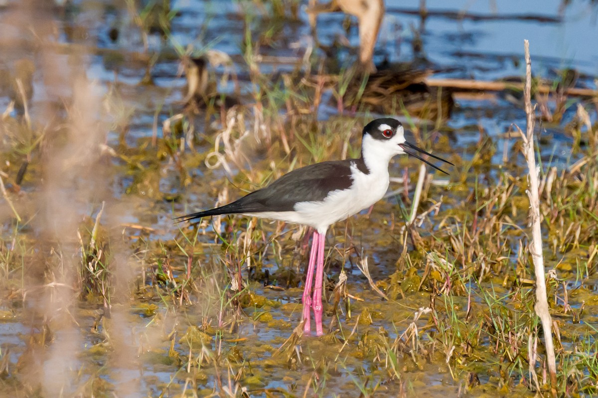 Black-necked Stilt - Steve Burkholder